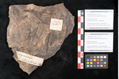 Foto (Detailansicht) von Laurophyllum tenuinerve Ettingshausen (NHMW-GEO-2024-0188-10150a)